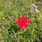 杉本さんに教えてもらった花の名前を忘れてしまった。