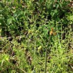 わらびですよ！