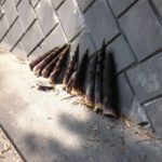 道路に並べられた筍。間引き？